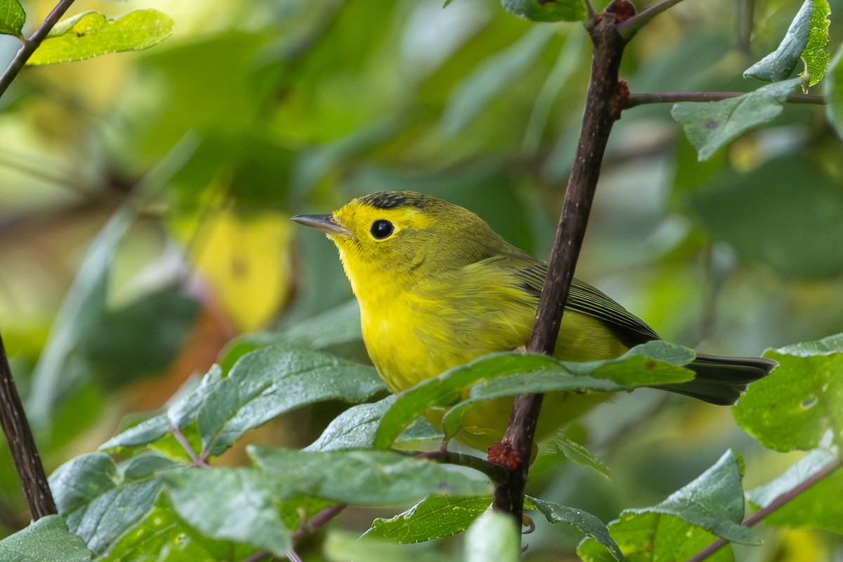 Wilson's Warbler - ML642067178