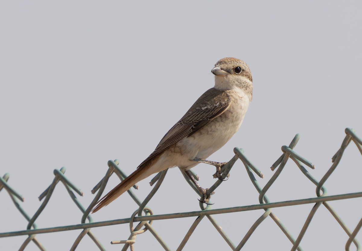 Red-tailed Shrike - ML642067180