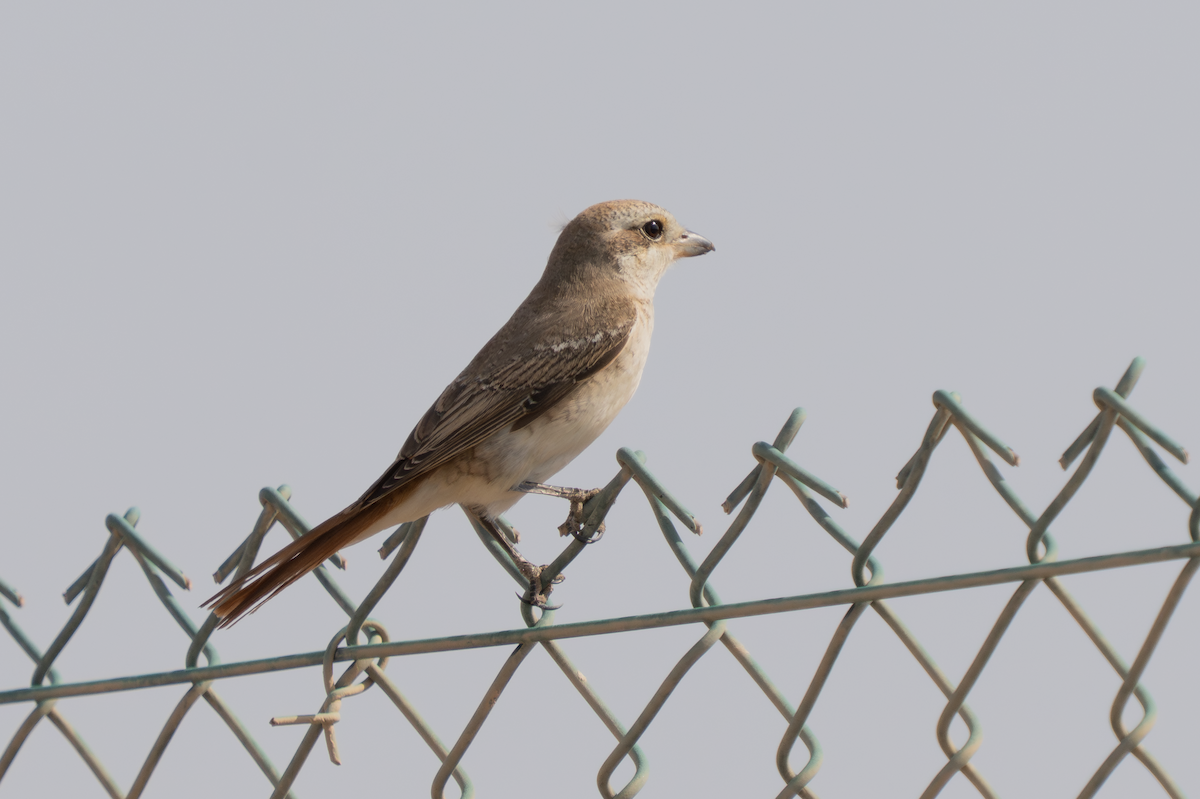 Red-tailed Shrike - ML642067181