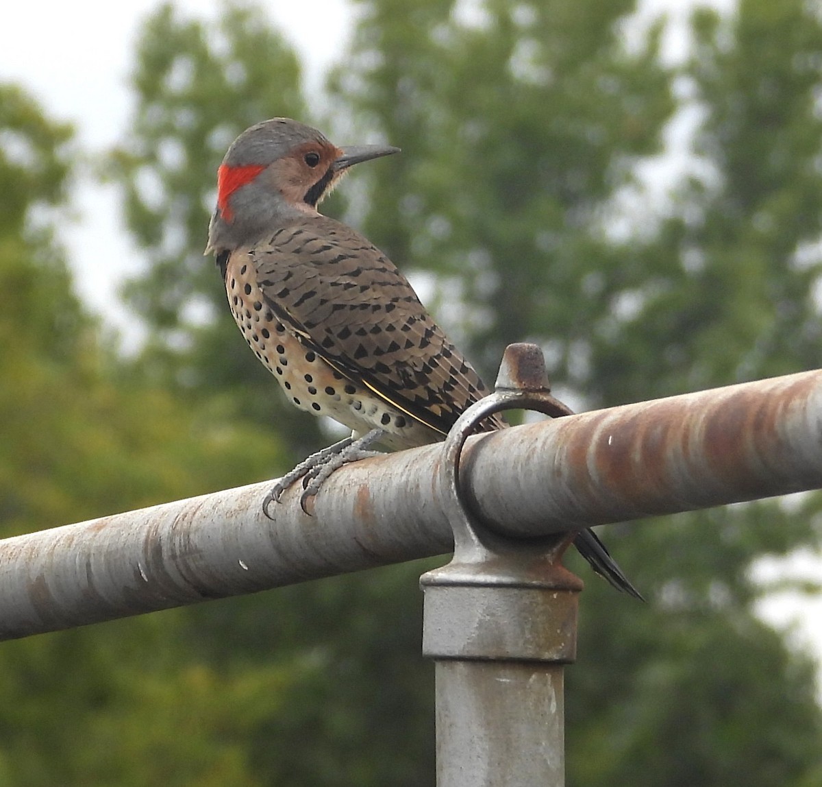 Northern Flicker - ML642067182