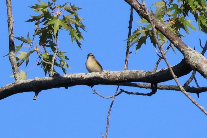American Redstart - ML642067183