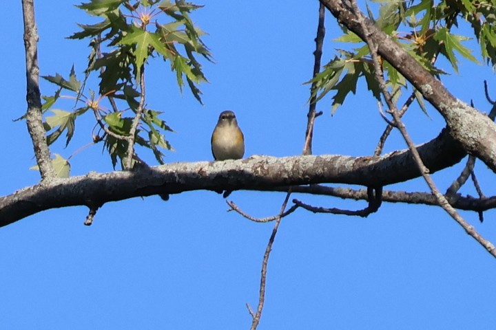 American Redstart - ML642067184