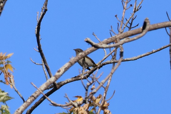 American Redstart - ML642067185