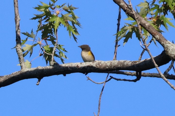 American Redstart - ML642067186