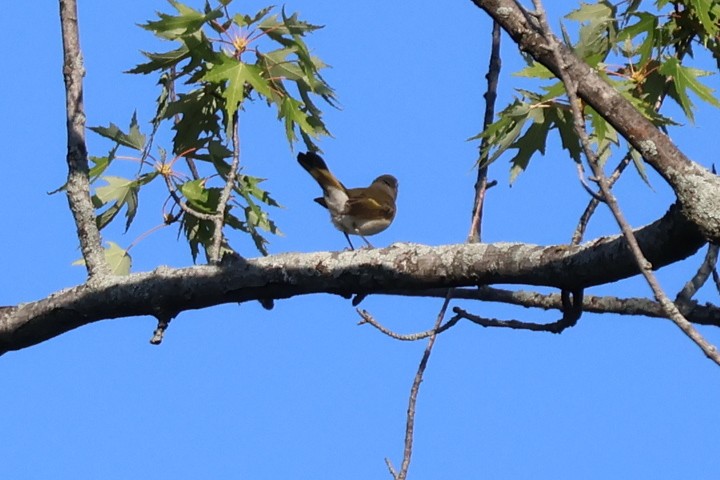 American Redstart - ML642067187
