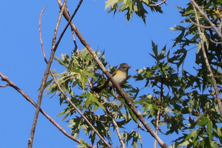 American Redstart - ML642067188