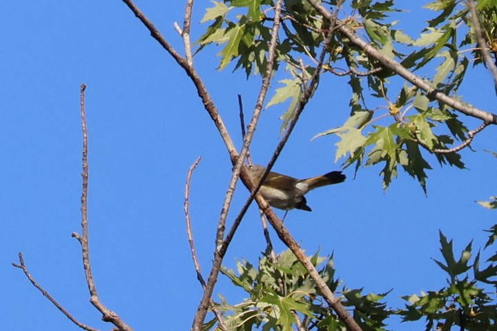 American Redstart - ML642067189