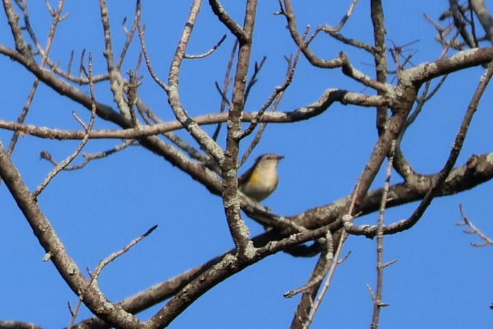 American Redstart - ML642067190