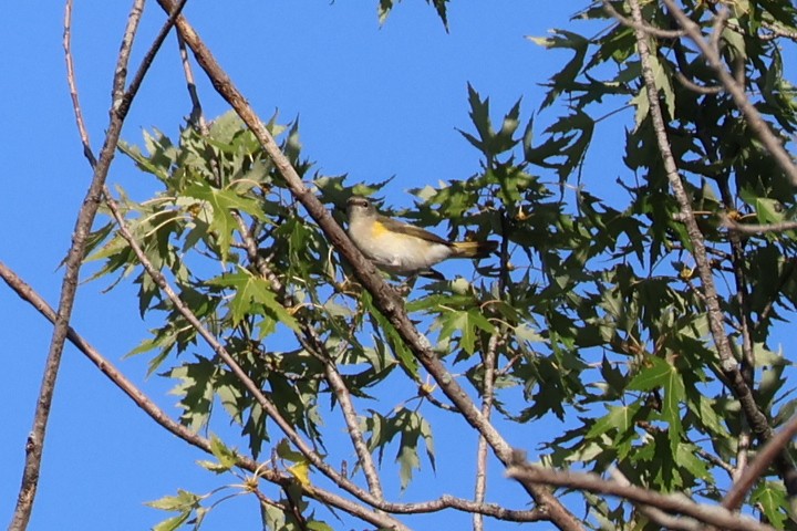 American Redstart - ML642067191