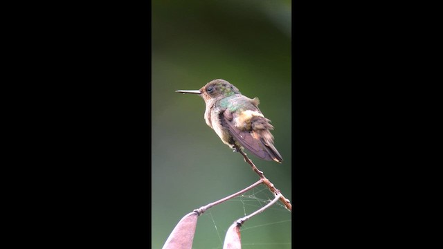 Racket-tipped Thorntail - ML642067192