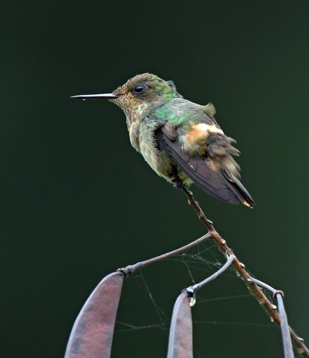 Racket-tipped Thorntail - ML642067193