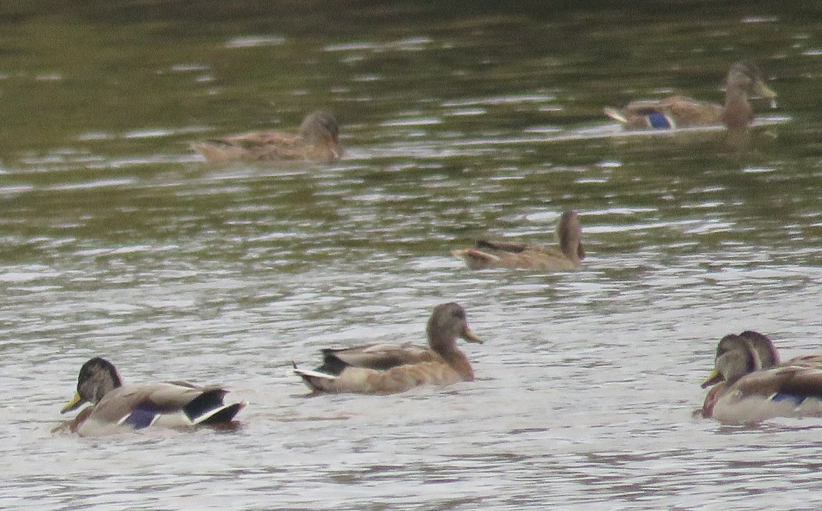 Mallard - ML642067194