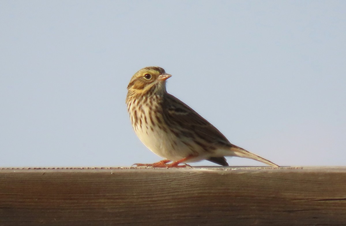 Savannah Sparrow - ML642067195