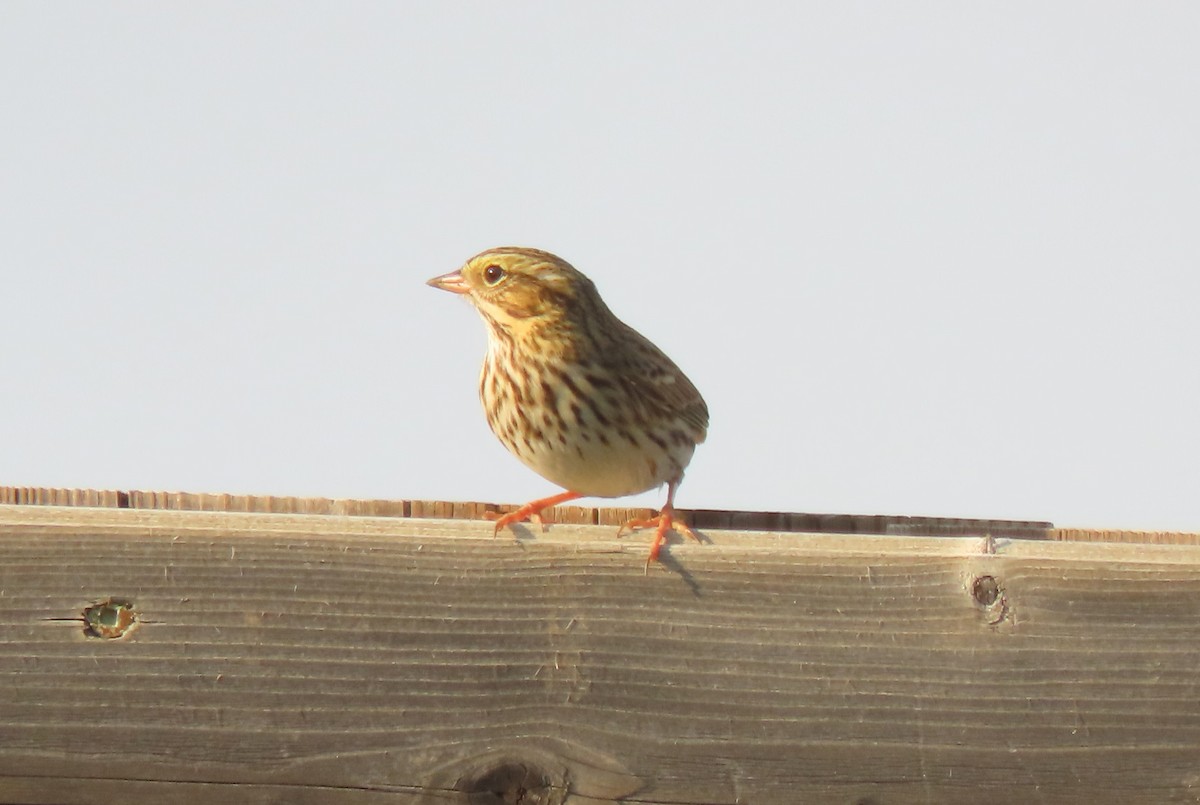Savannah Sparrow - ML642067196