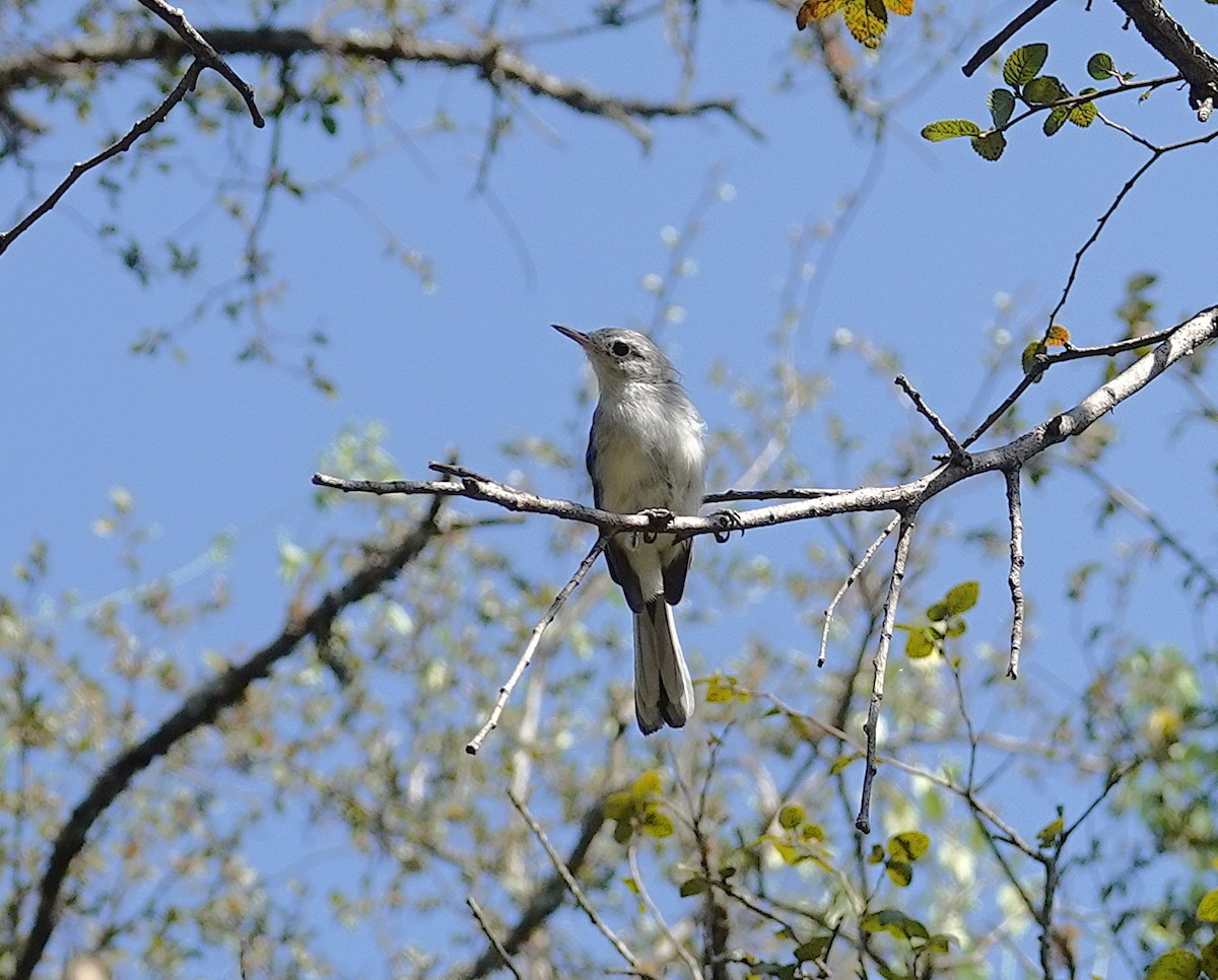 Blue-gray Gnatcatcher - ML642067198