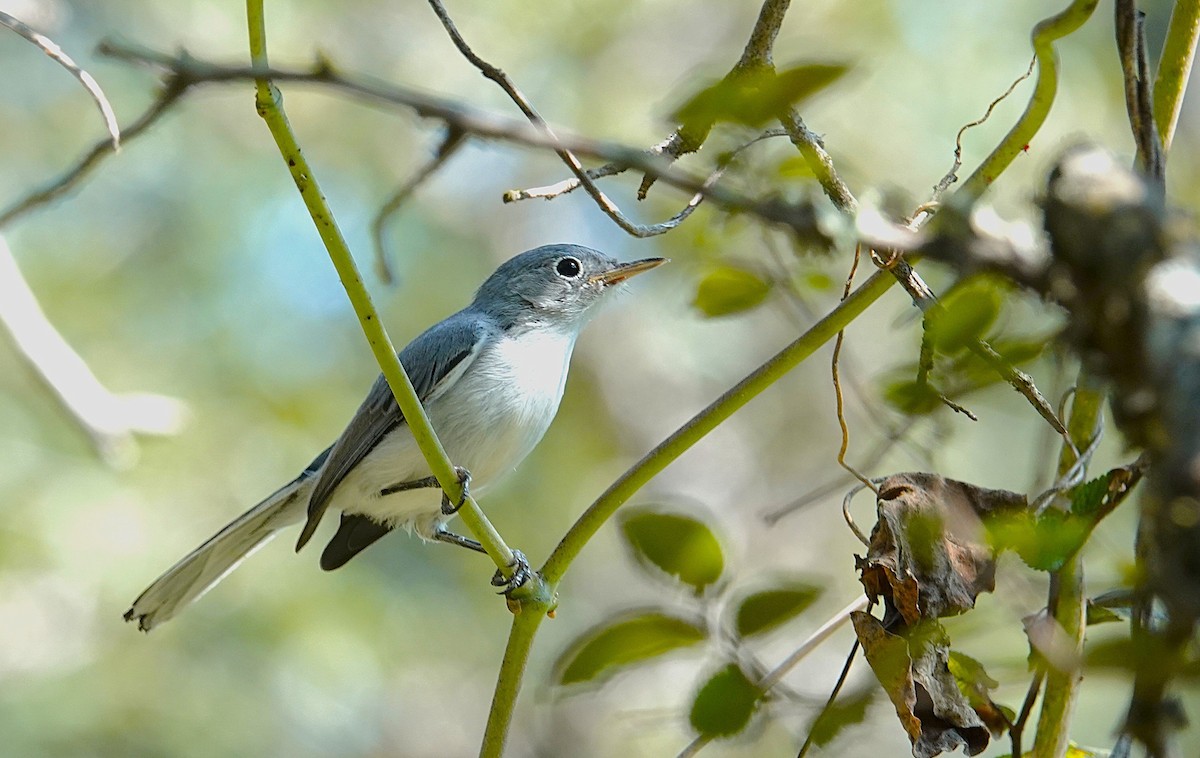 Blue-gray Gnatcatcher - ML642067203