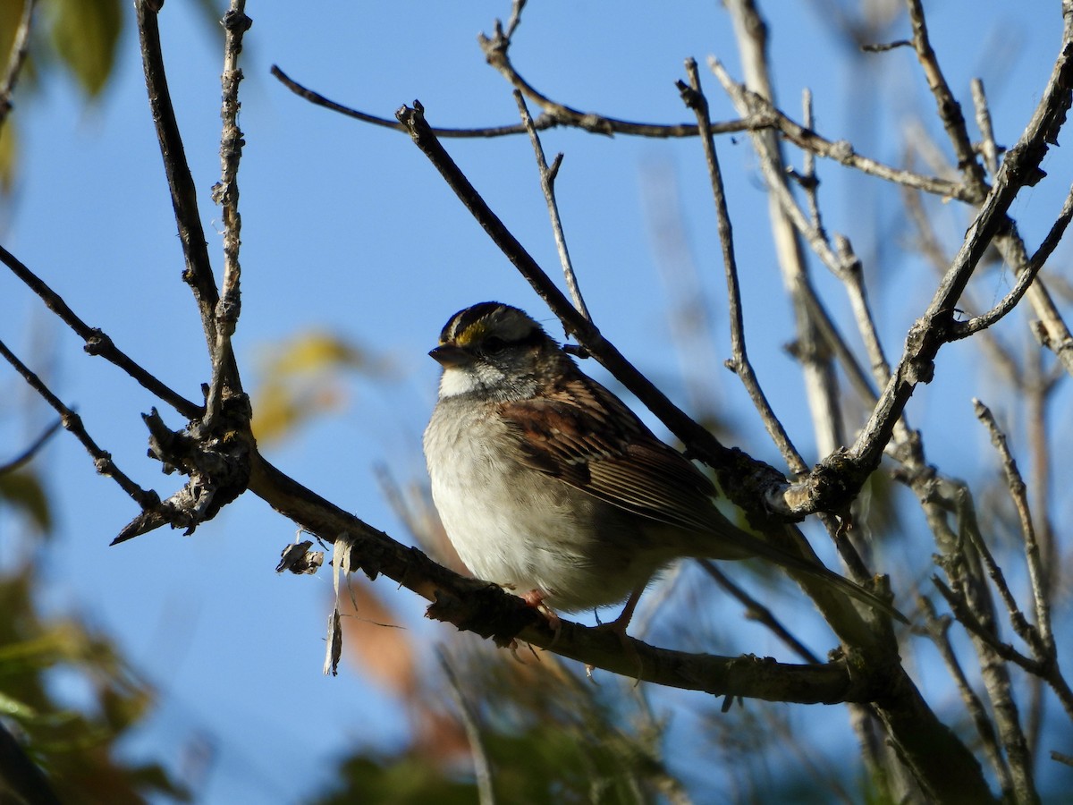 White-throated Sparrow - ML642067205