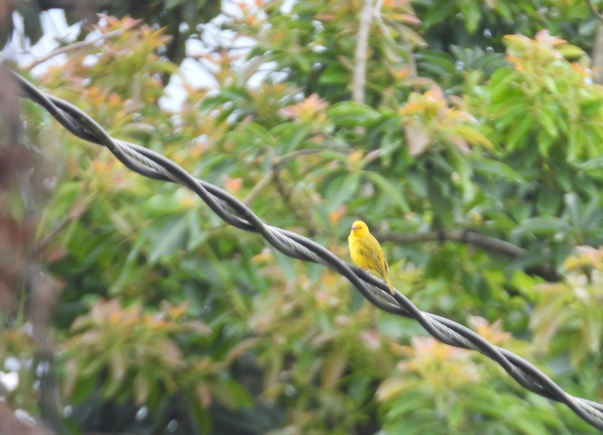 Saffron Finch - ML642067207