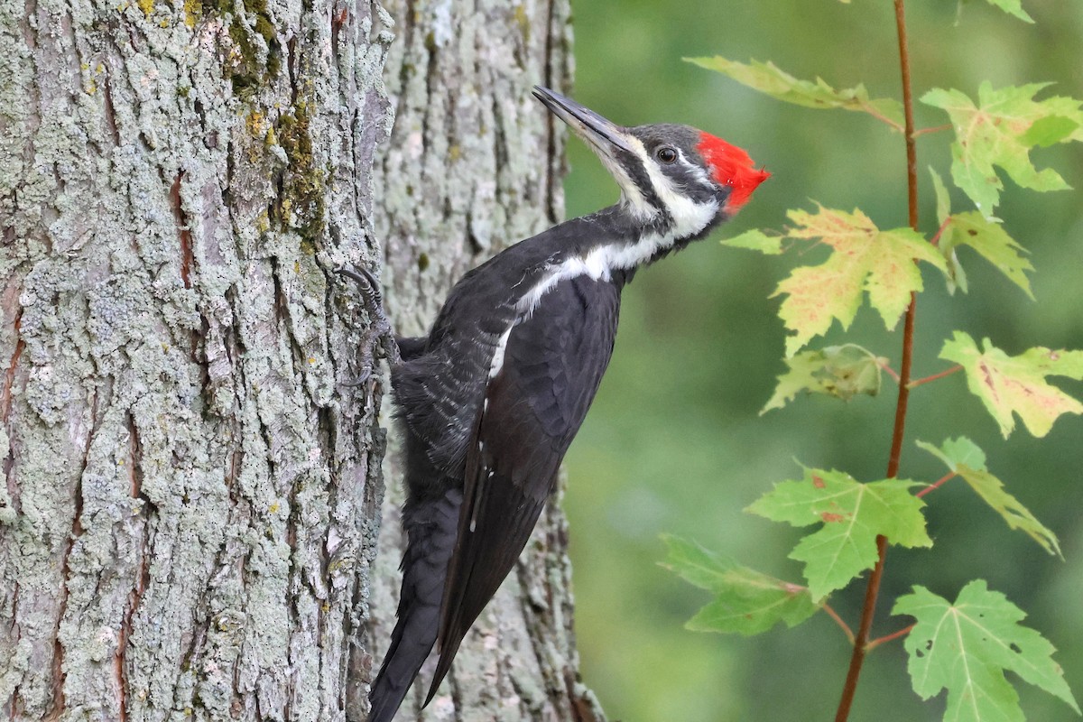 Pileated Woodpecker - ML642067208