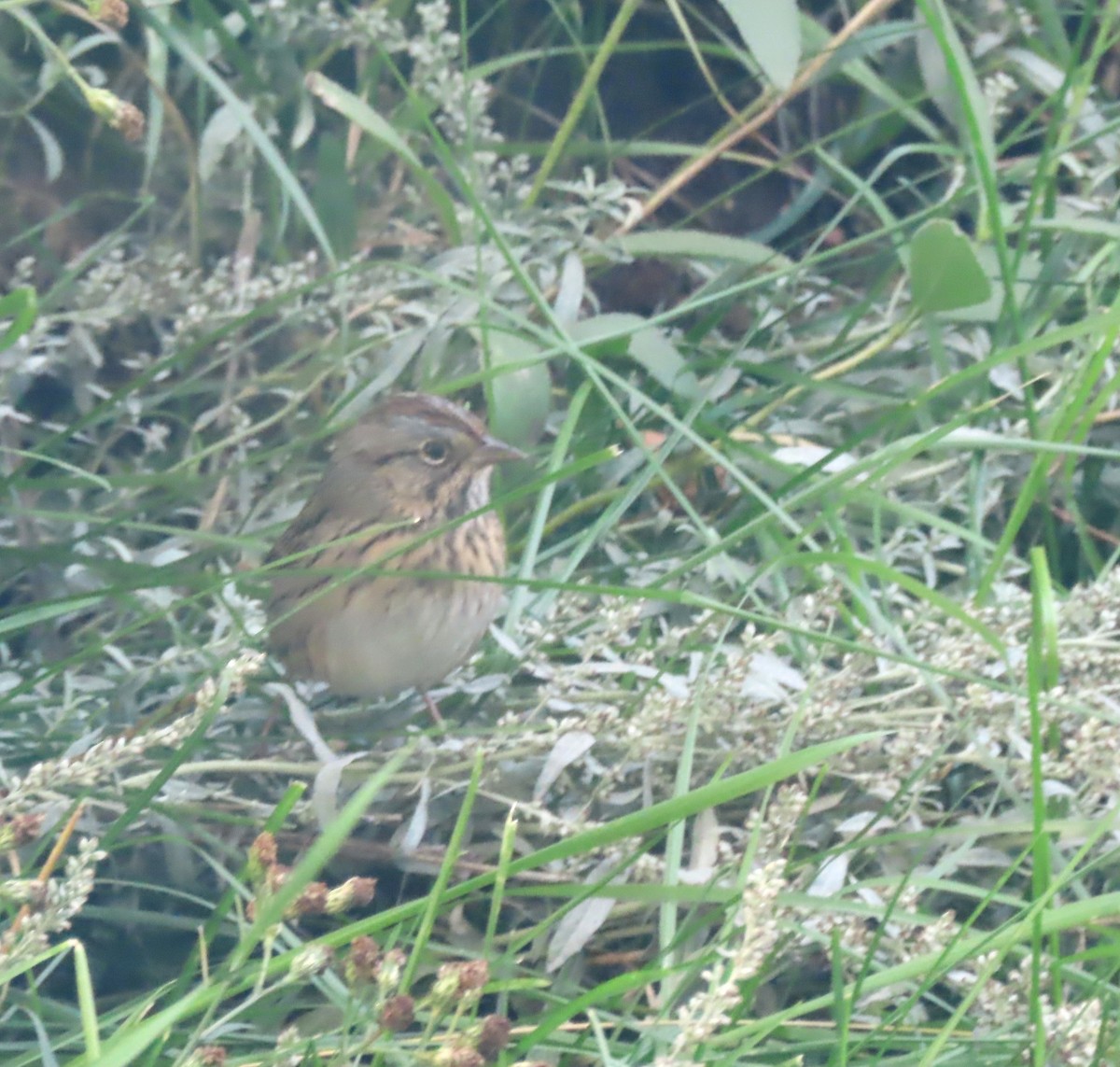 Lincoln's Sparrow - ML642067212