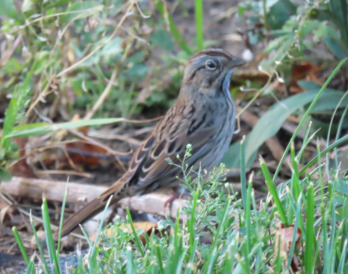 Lincoln's Sparrow - ML642067213