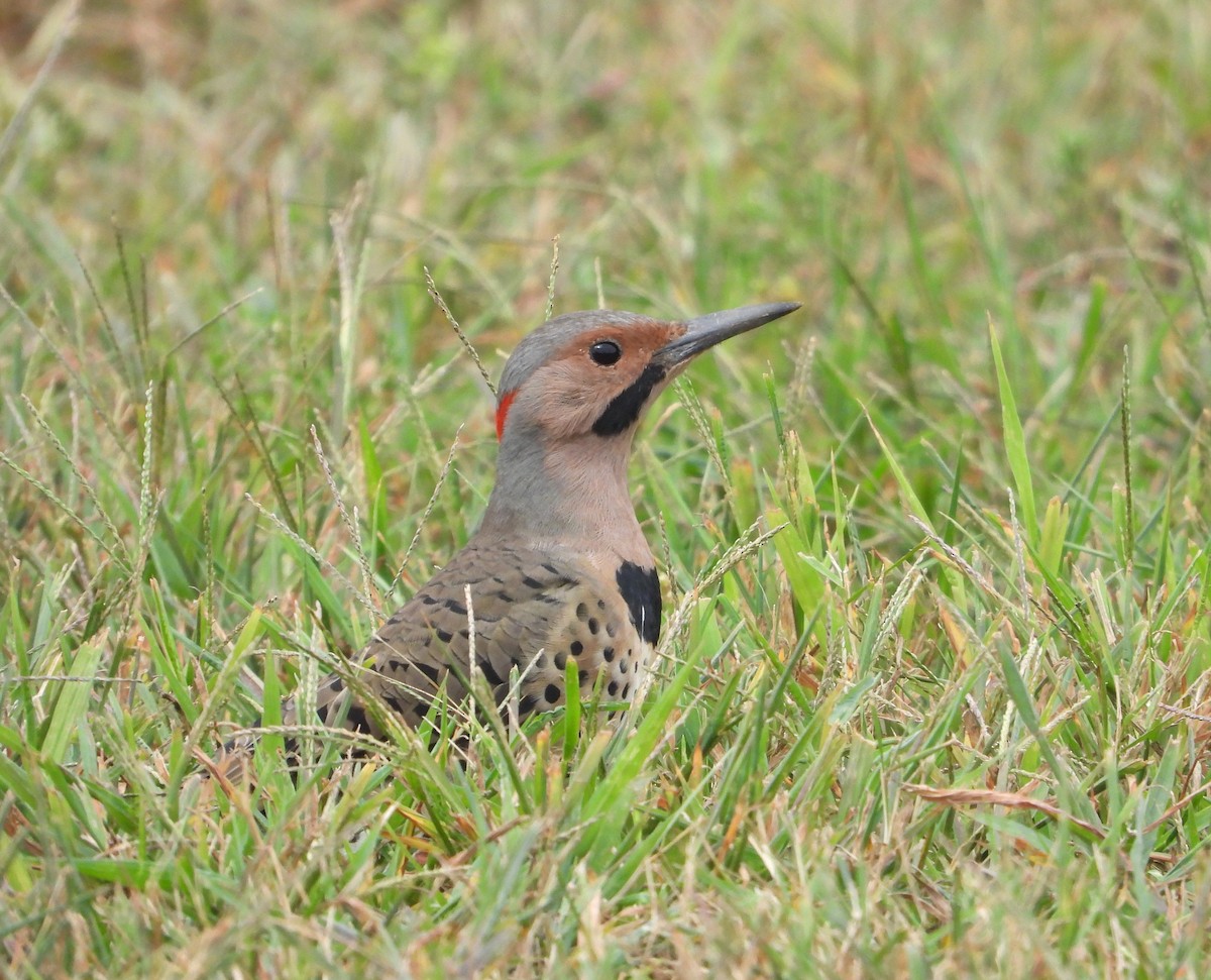 Northern Flicker - ML642067214
