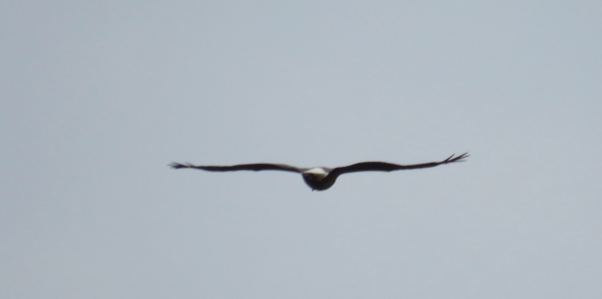 Bald Eagle - ML642067216