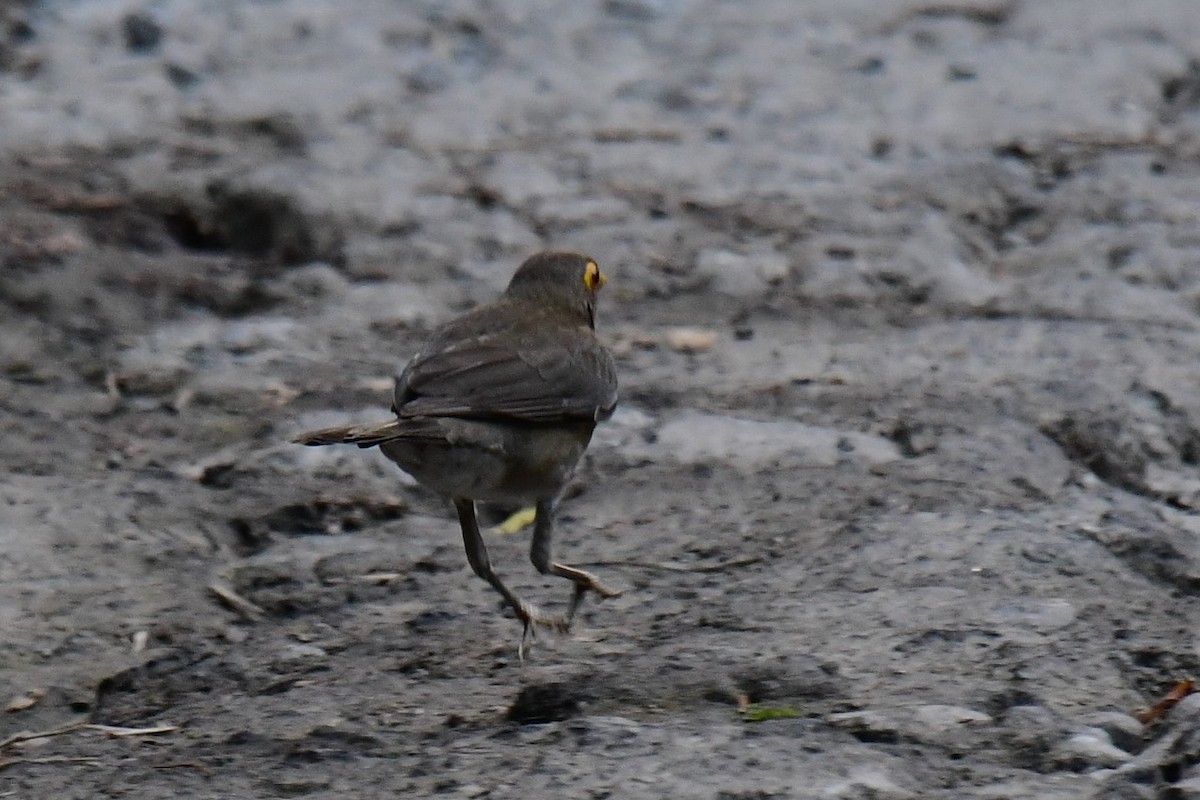Spectacled Thrush - ML642067223