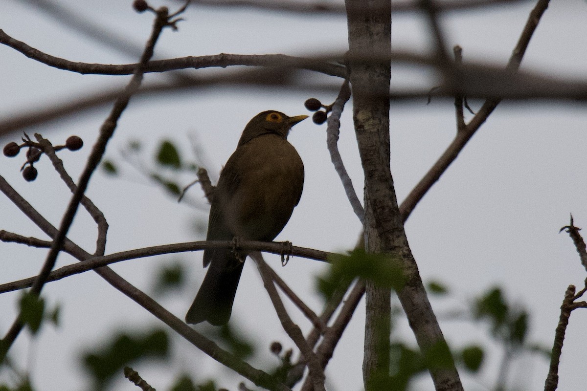 Spectacled Thrush - ML642067224