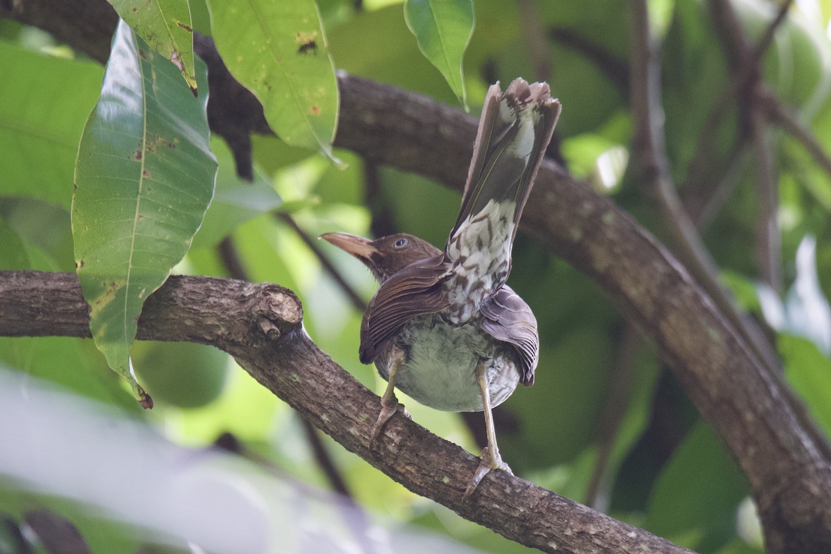 Pearly-eyed Thrasher - ML642067226