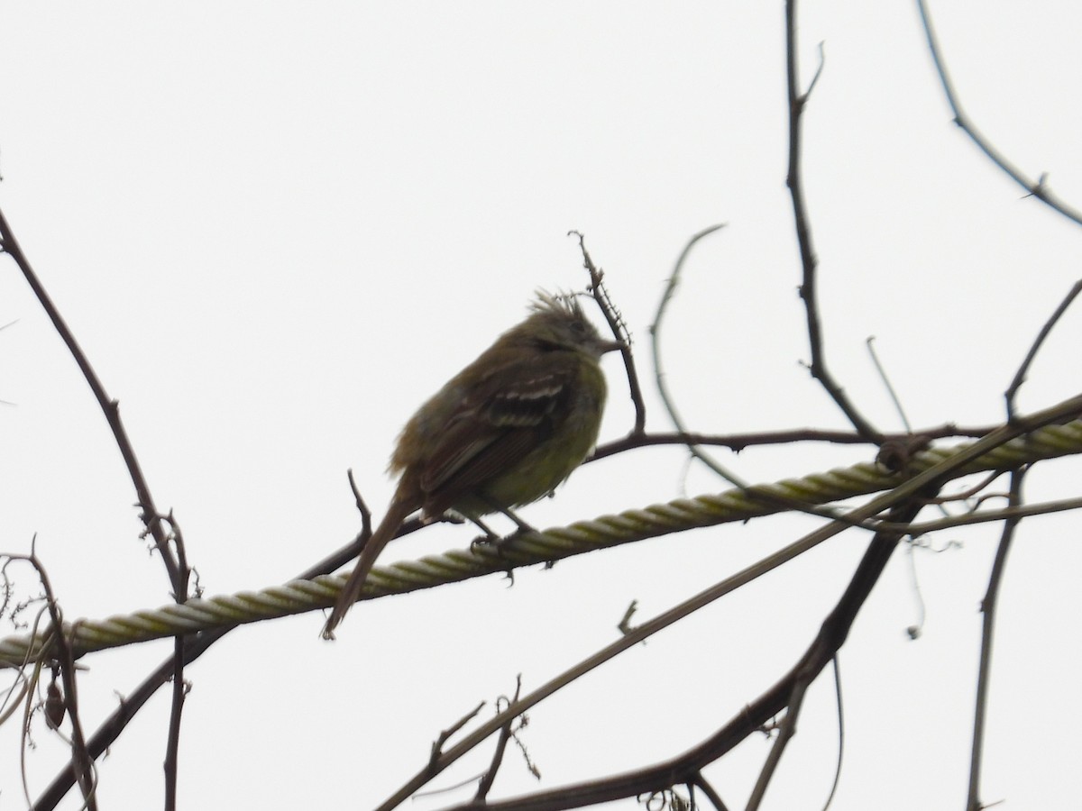 Yellow-bellied Elaenia - ML642067227