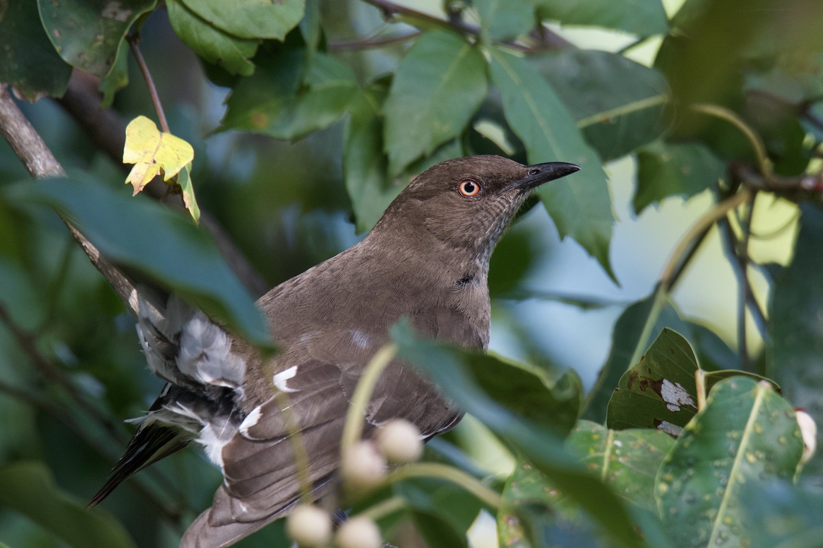 Scaly-breasted Thrasher - ML642067228