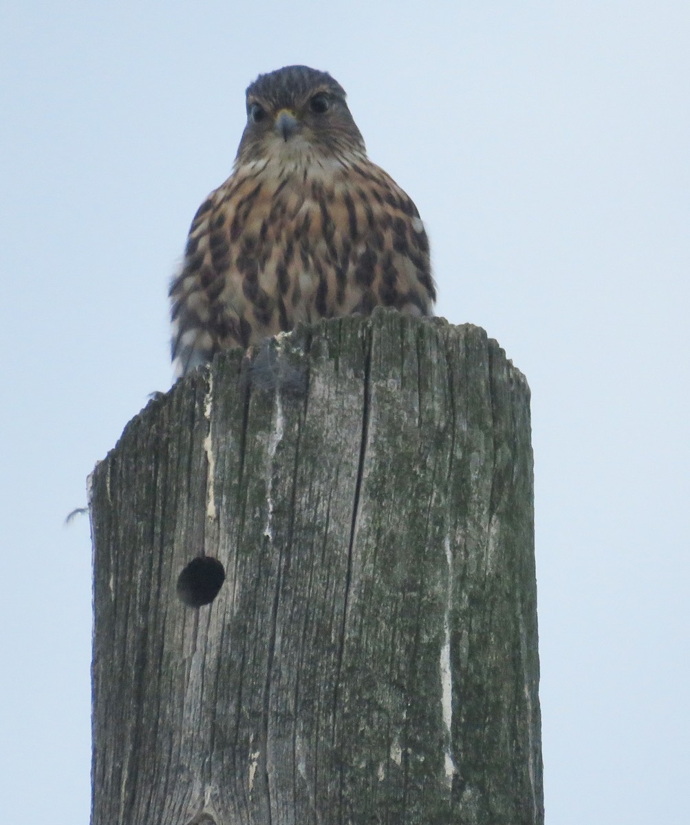 Merlin - ML642067238