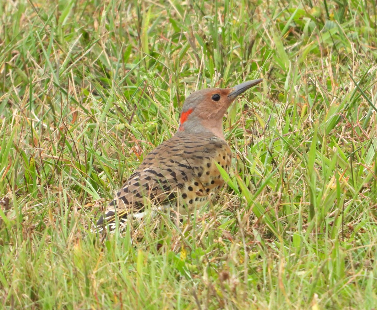 Northern Flicker - ML642067242