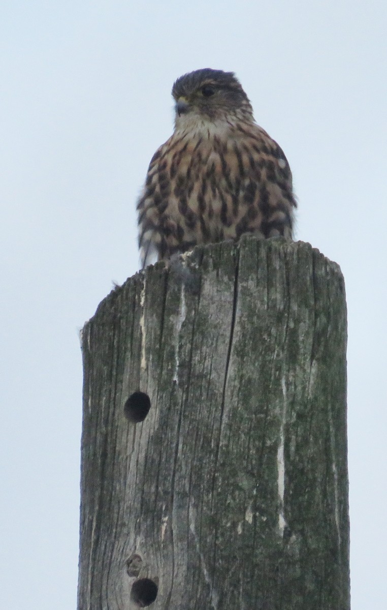 Merlin - ML642067243