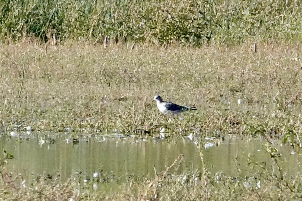 Sabine's Gull - ML642067245