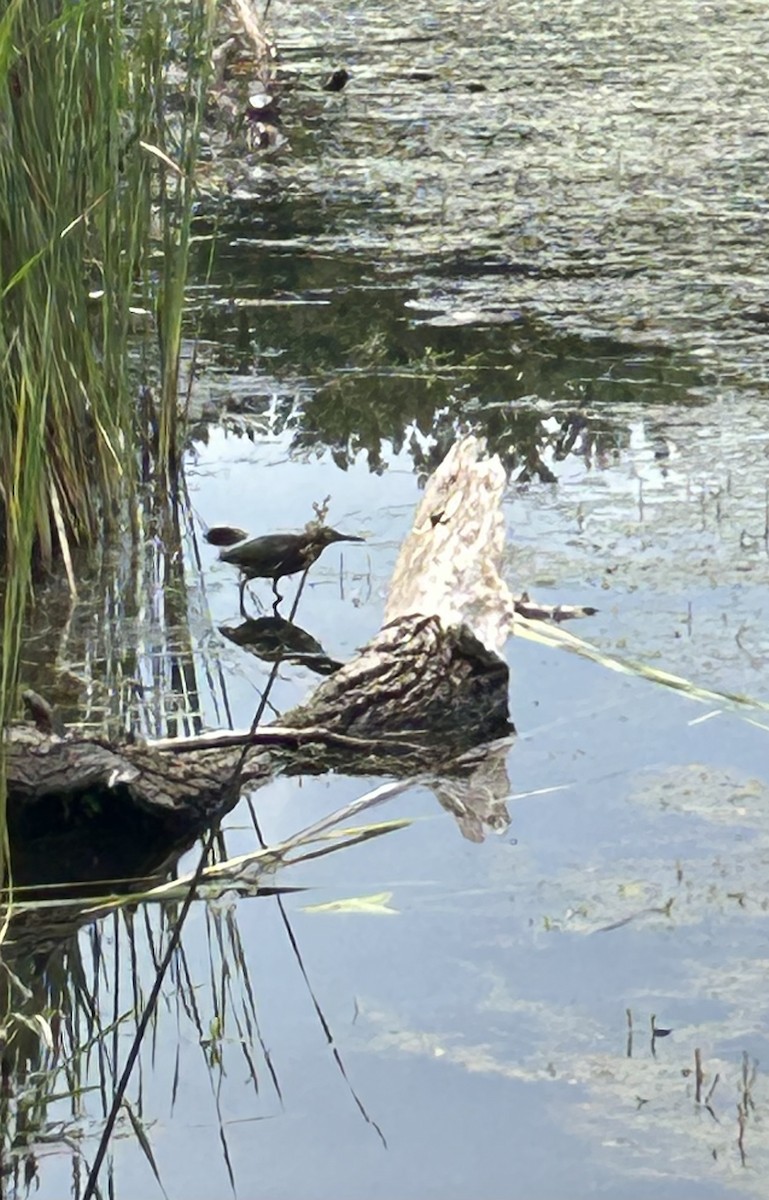 Green Heron - ML642067248