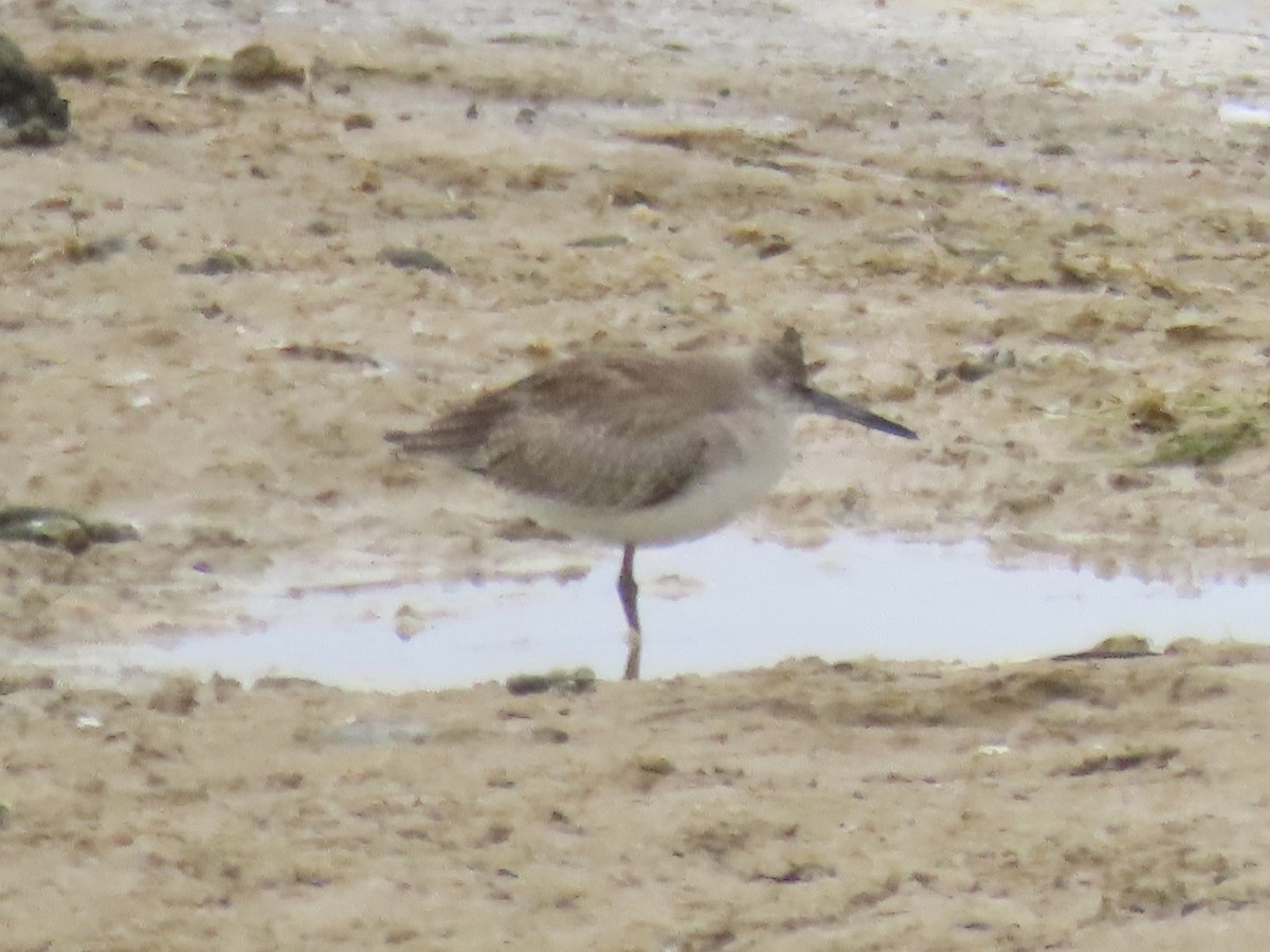 Willet (Western) - ML642067266