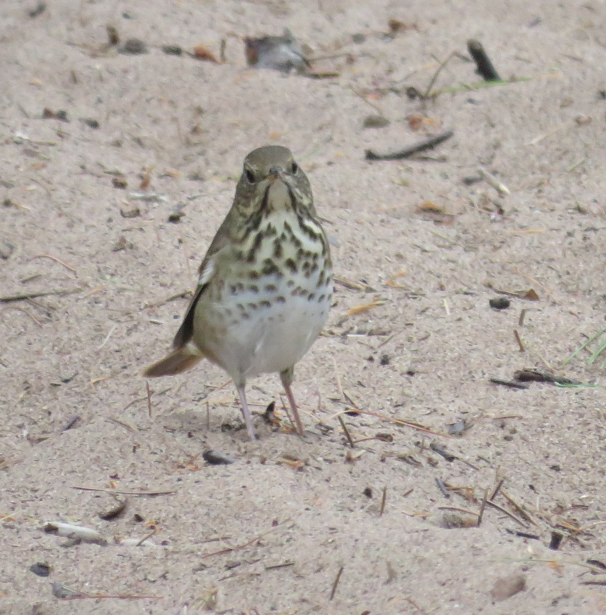Hermit Thrush - ML642067269