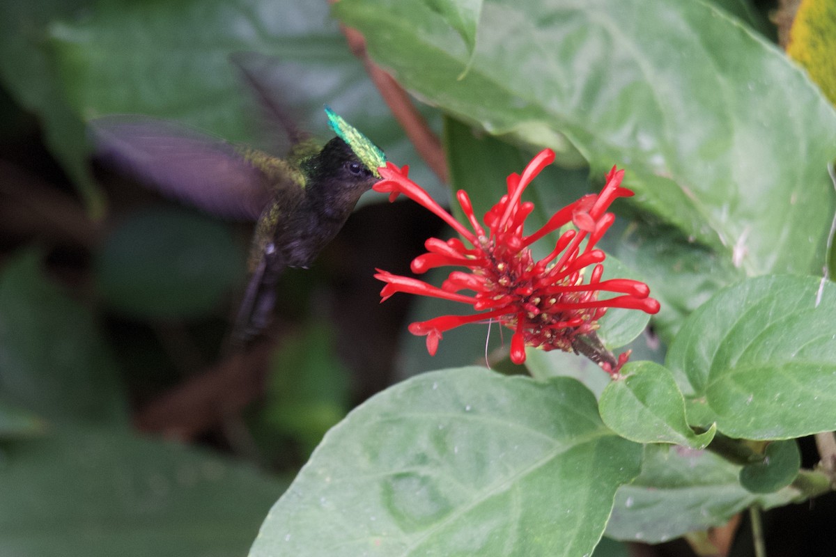 Antillean Crested Hummingbird - ML642067278