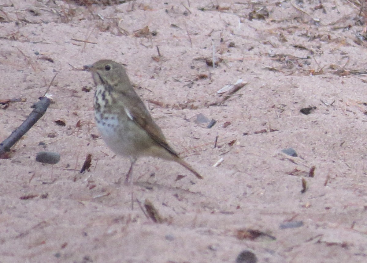 Hermit Thrush - ML642067279