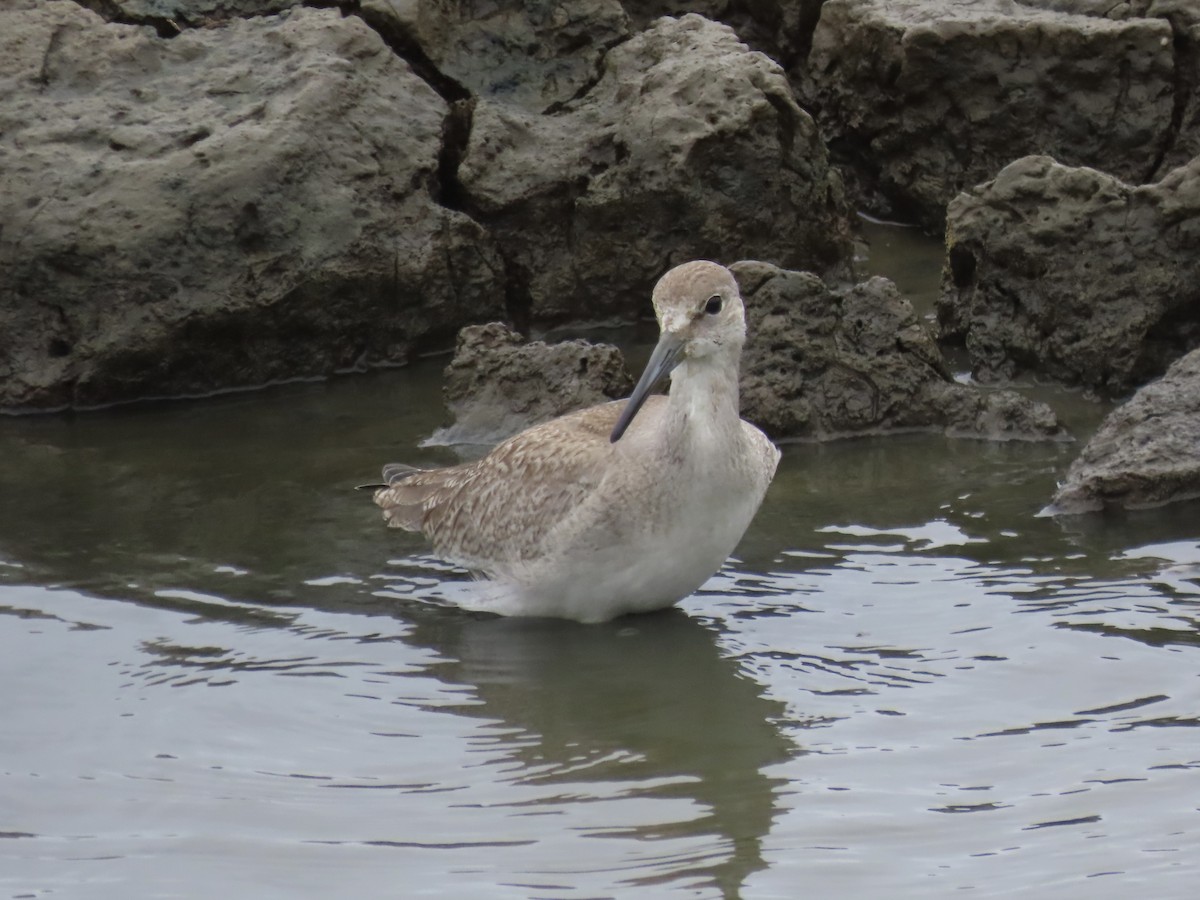 Willet (Western) - ML642067280