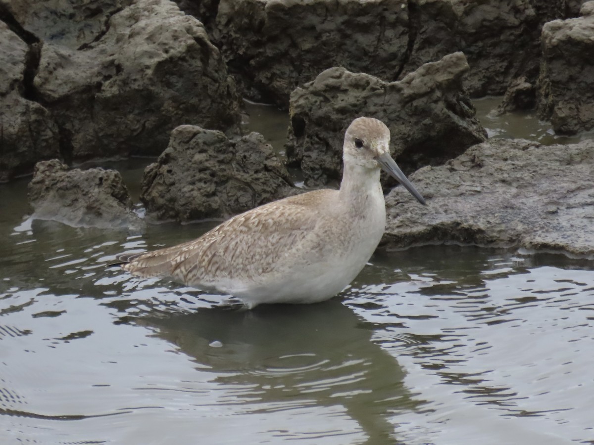 Willet (Western) - ML642067281