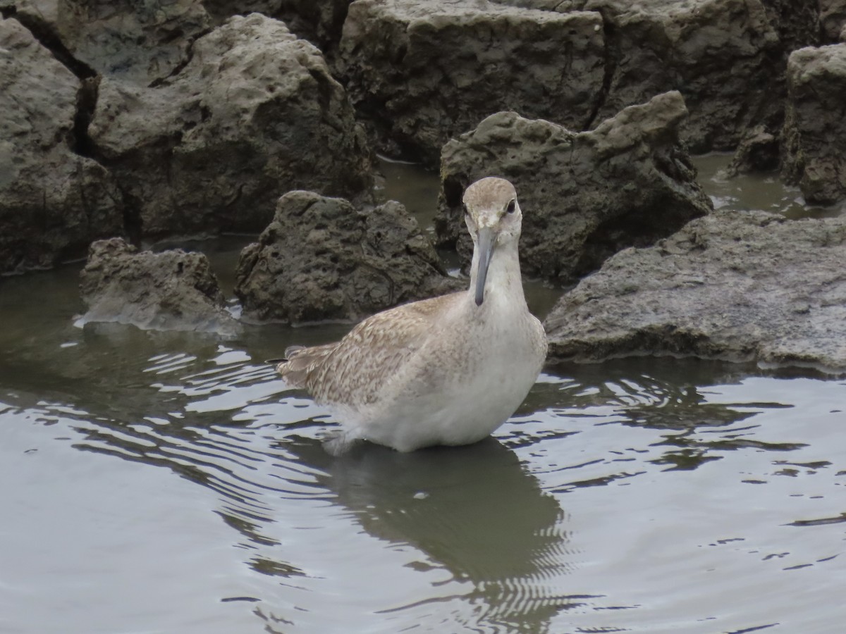 Willet (Western) - ML642067284