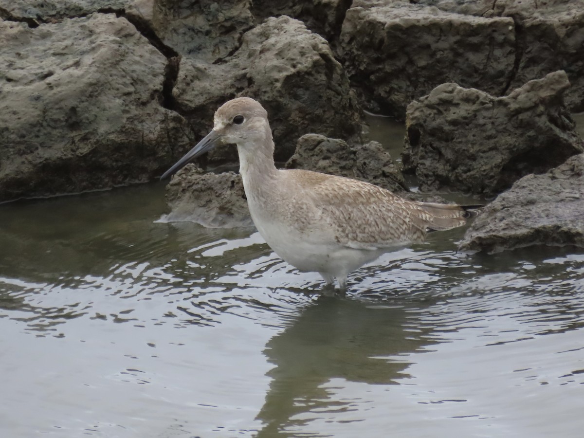 Willet (Western) - ML642067285