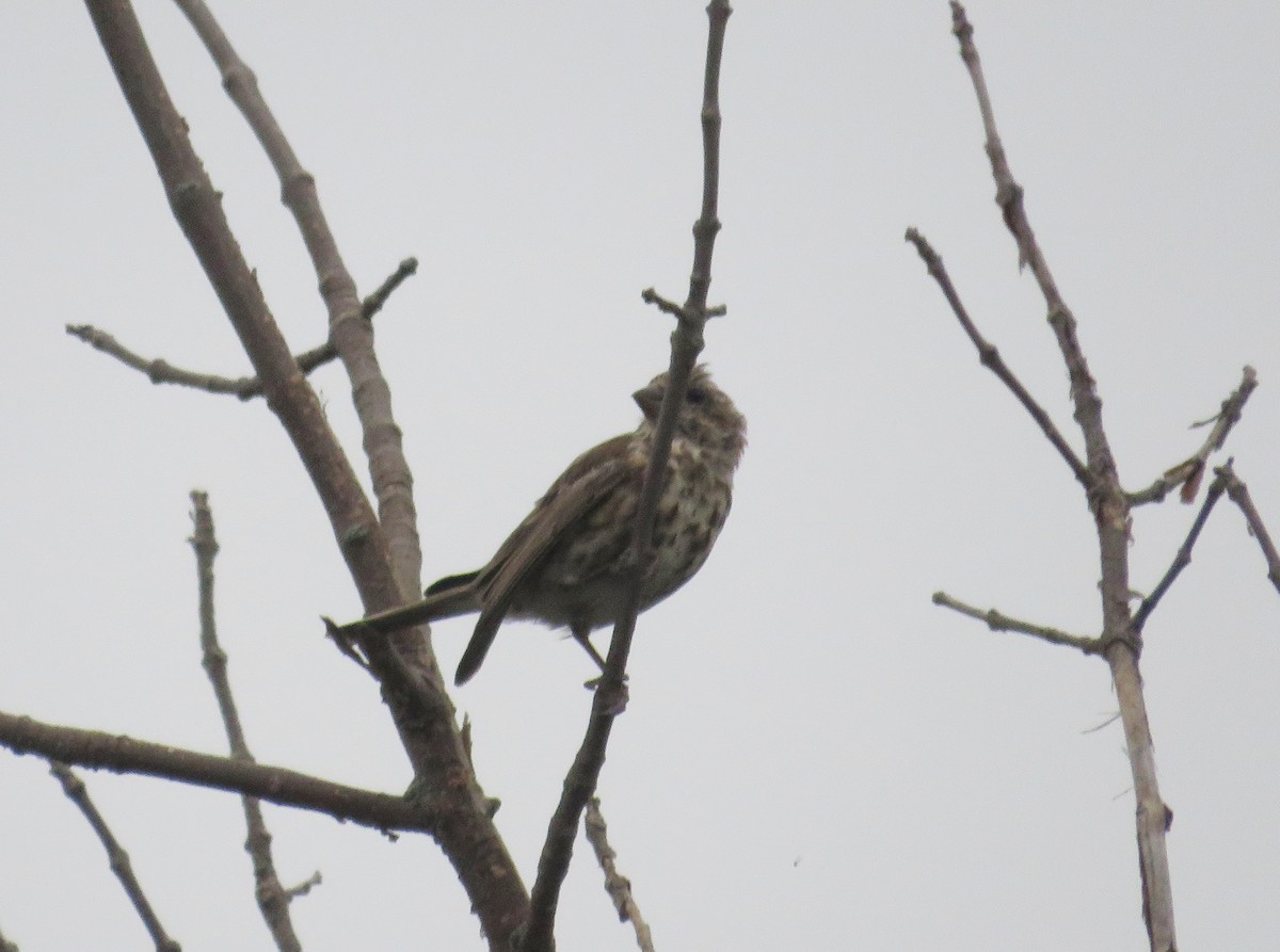 Purple Finch - ML642067293