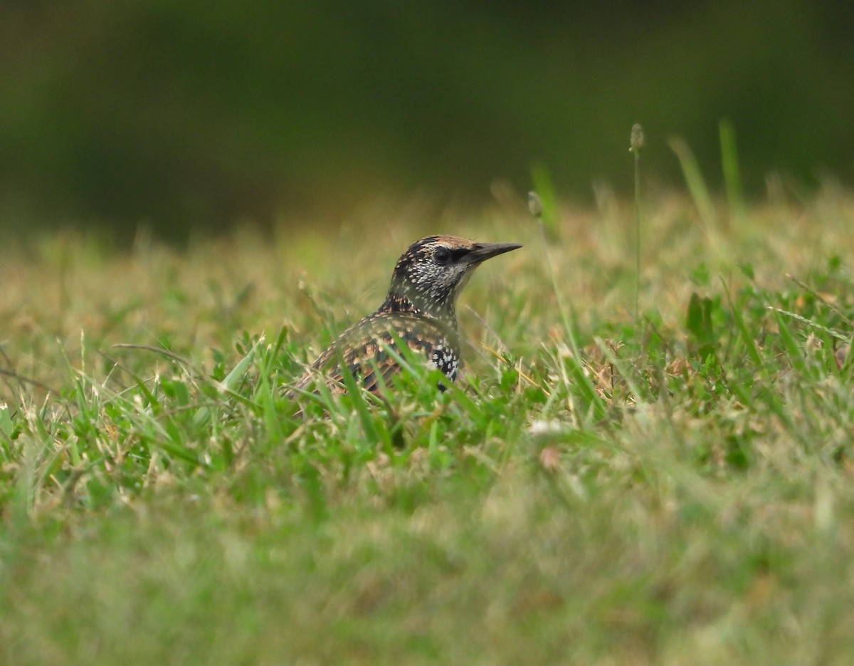 European Starling - ML642067299
