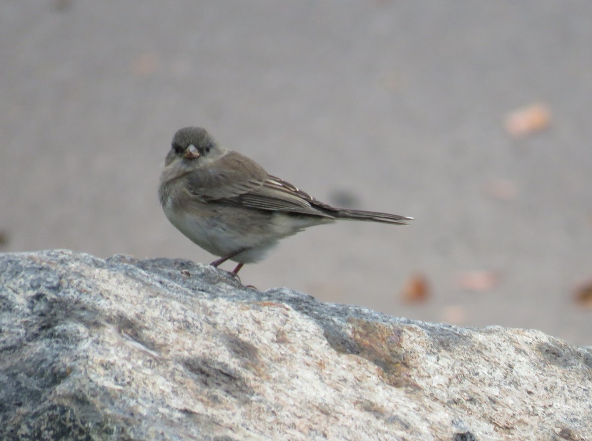 Dark-eyed Junco - ML642067303