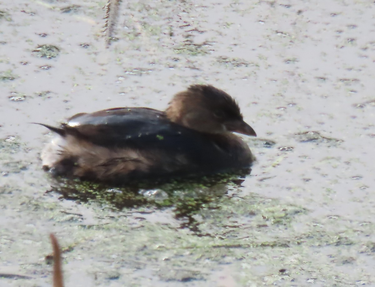 Pied-billed Grebe - ML642067305