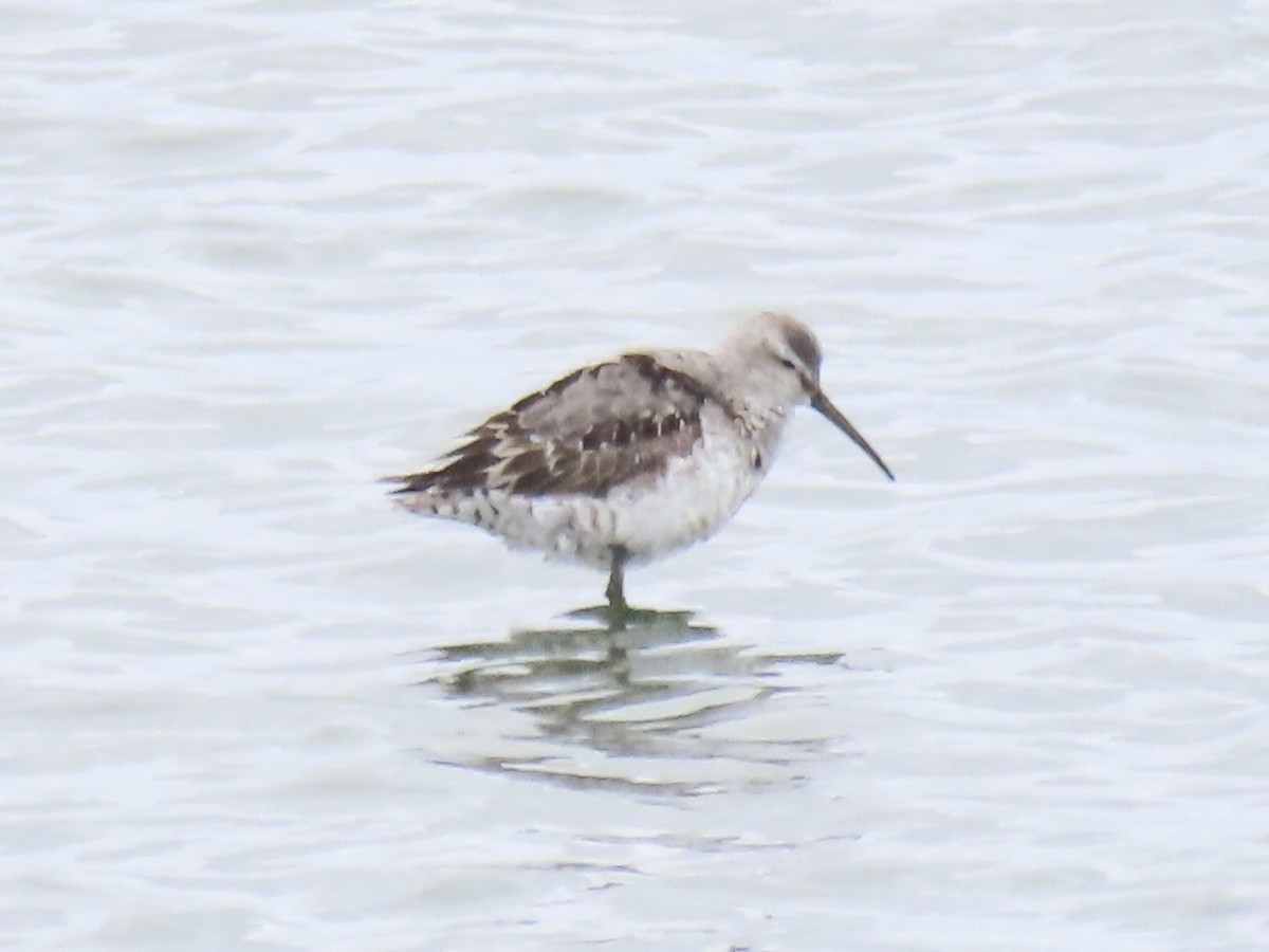 Stilt Sandpiper - ML642067336
